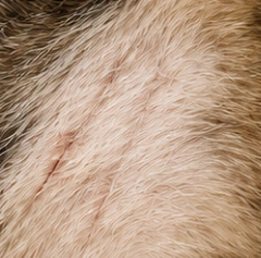 After: minor scratches, from supplied advertising creative