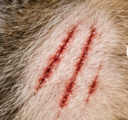 Before: minor scratches, from supplied advertising creative